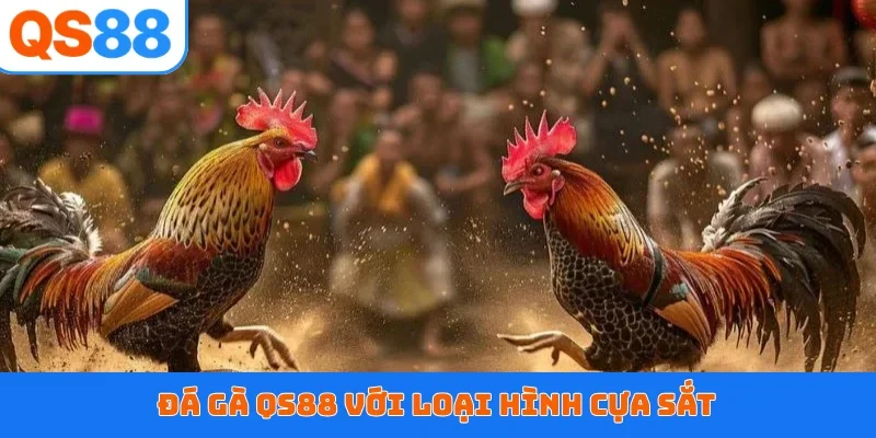 Đá gà QS88 với loại hình cựa sắt